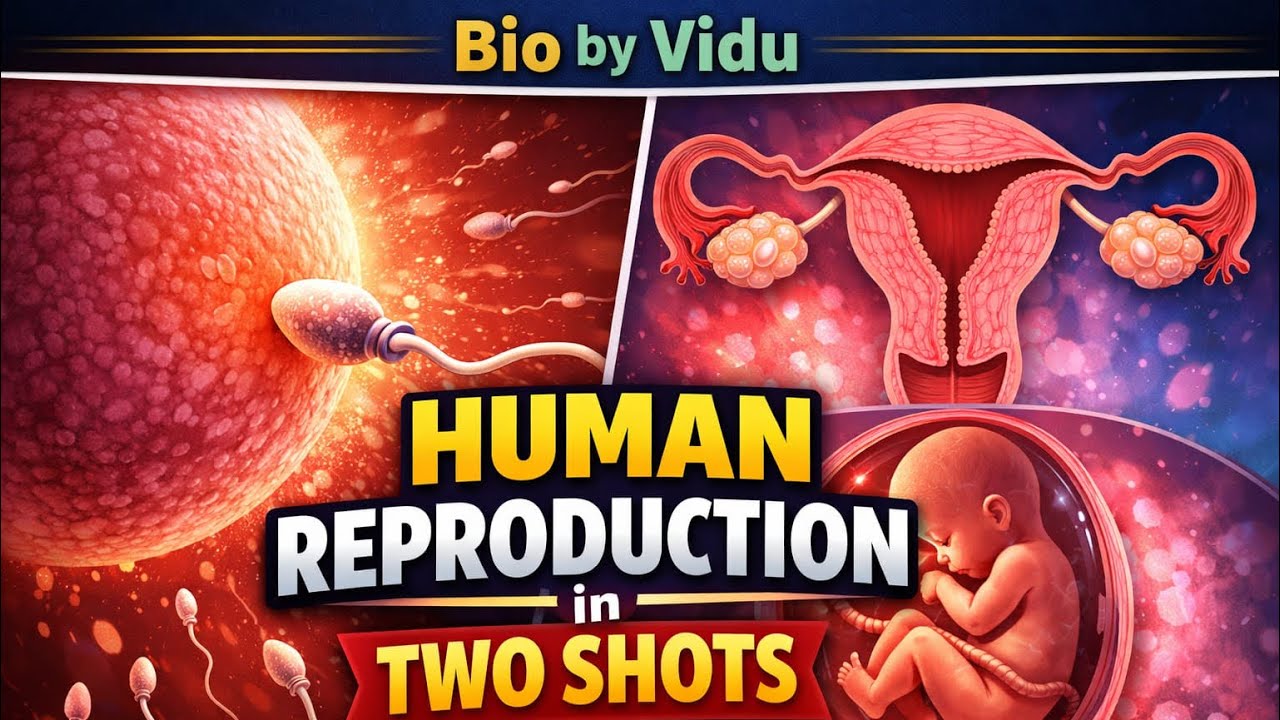@Vaishnavi-l5e5o #HUMAN REPRODUCTION PART 2 NCERT LINES#neet