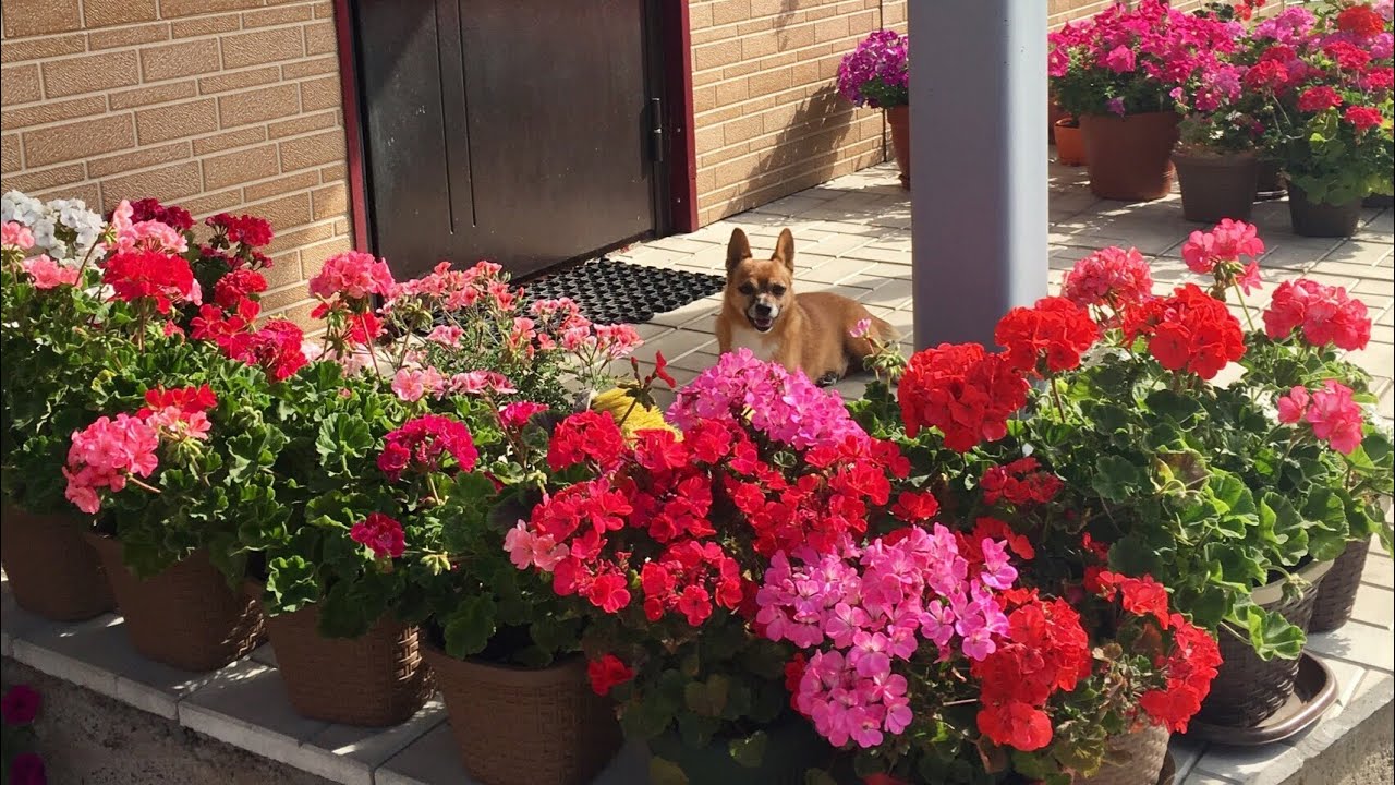 🌺ПЕЛАРГОНИЯ🌺украшение вашего сада🌺