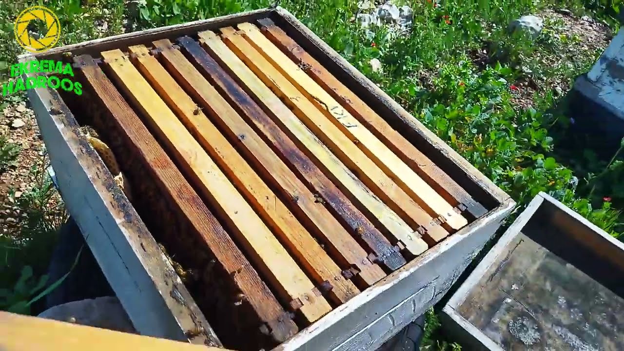 متى ييدأ موسم تطريد النحل وكيفية التعامل مع الخليه المضغوطه في أول الربيع