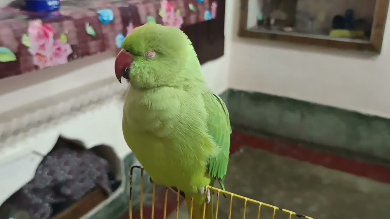 Talking parrot //mummy papa bolne wala funny 🦜@mithurajavlogs23