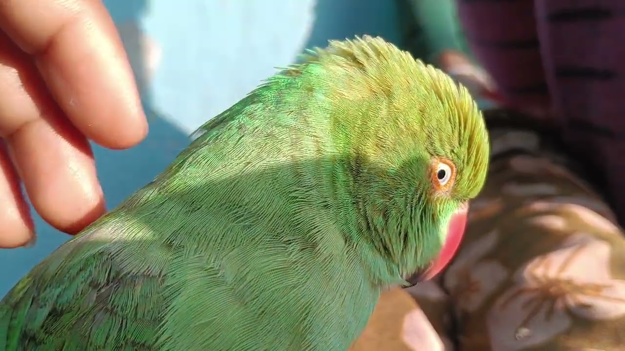 #greenparrot 🦜🦜 तो जी हमारा ब्लॉक आपको अच्छा लगे तो शेर सब्सक्राइब जरूर कर लेना 