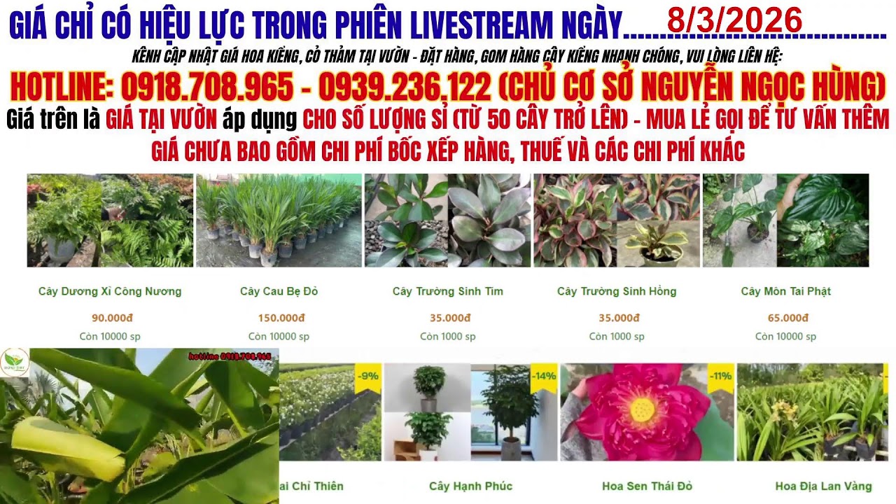 Cập Nhật Giá Cỏ Thảm Và Hoa Kiểng Sa Đéc Mới Nhất 2026 – Nhiều Loại Đẹp, Giá Bất Ngờ!