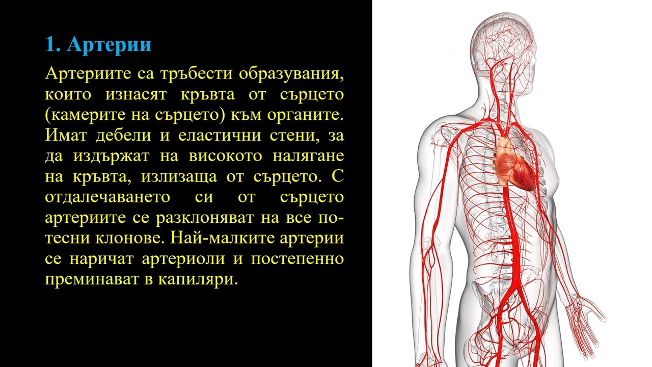 Кръвоносна система при човека