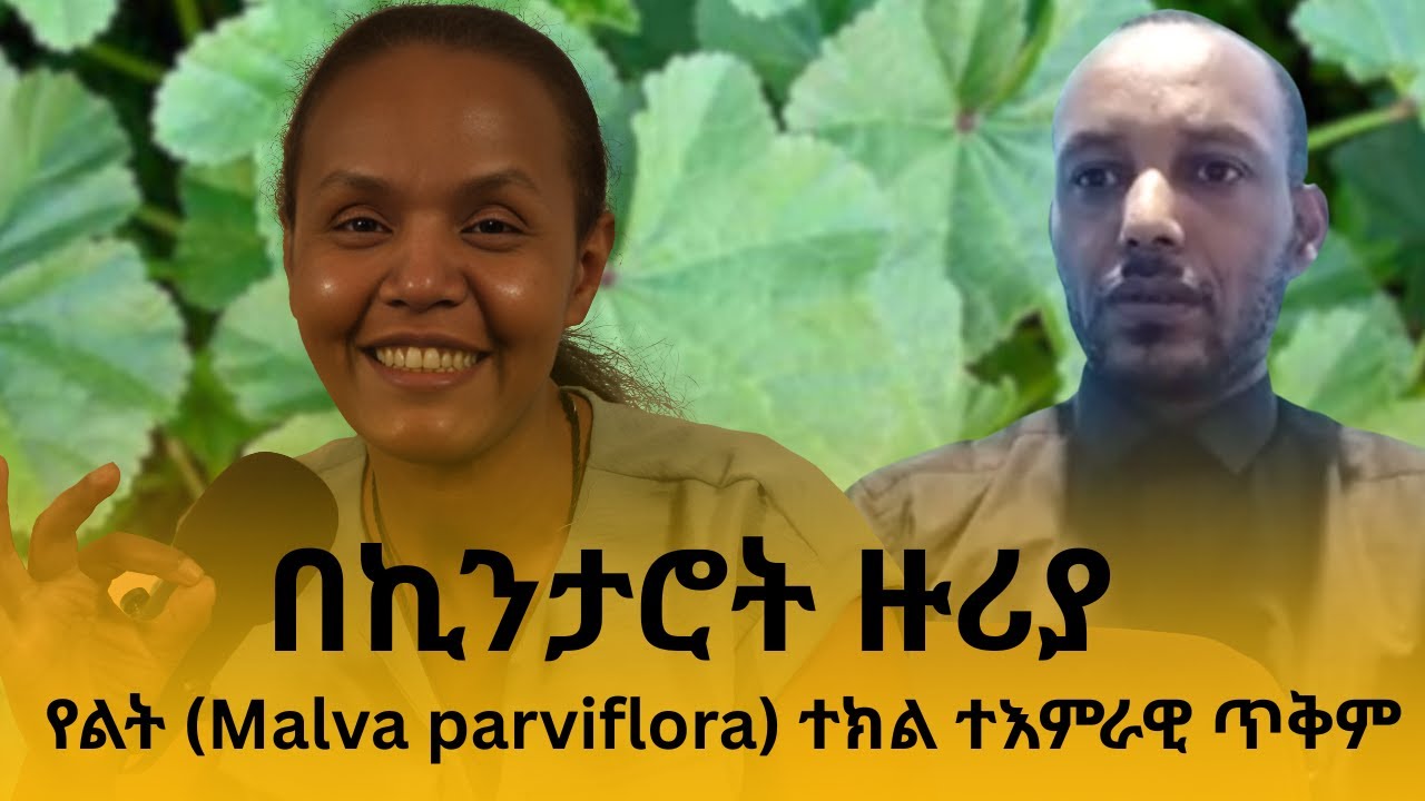 በኪንታሮተ‍እ ዙርያ የልት (Malva parviflora) ተክል ተእምራዊ ጥቅመ ምንድነው እጠቃቀሙስ