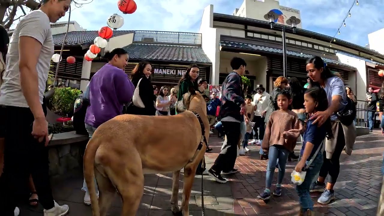 Cash 2.0 Great Dane in Little Tokyo downtown Los Angeles 16