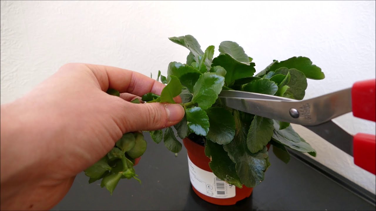 Flaming Katy Care After Flowering (Kalanchoe blossfeldiana)