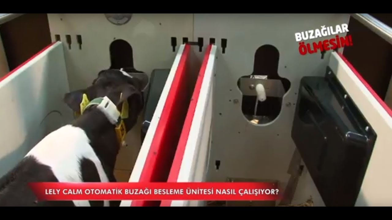 Lely Calm Buzağı Besleme Ünitesi Nasıl Çalışıyor ?