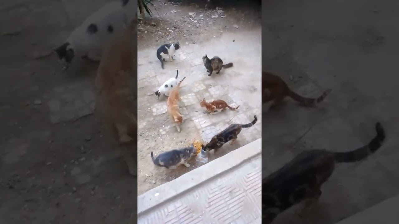 #القطط_الصغيرة #اطعام_القطط عايزة الدعاء و الدعم منكم🥰♥️😍