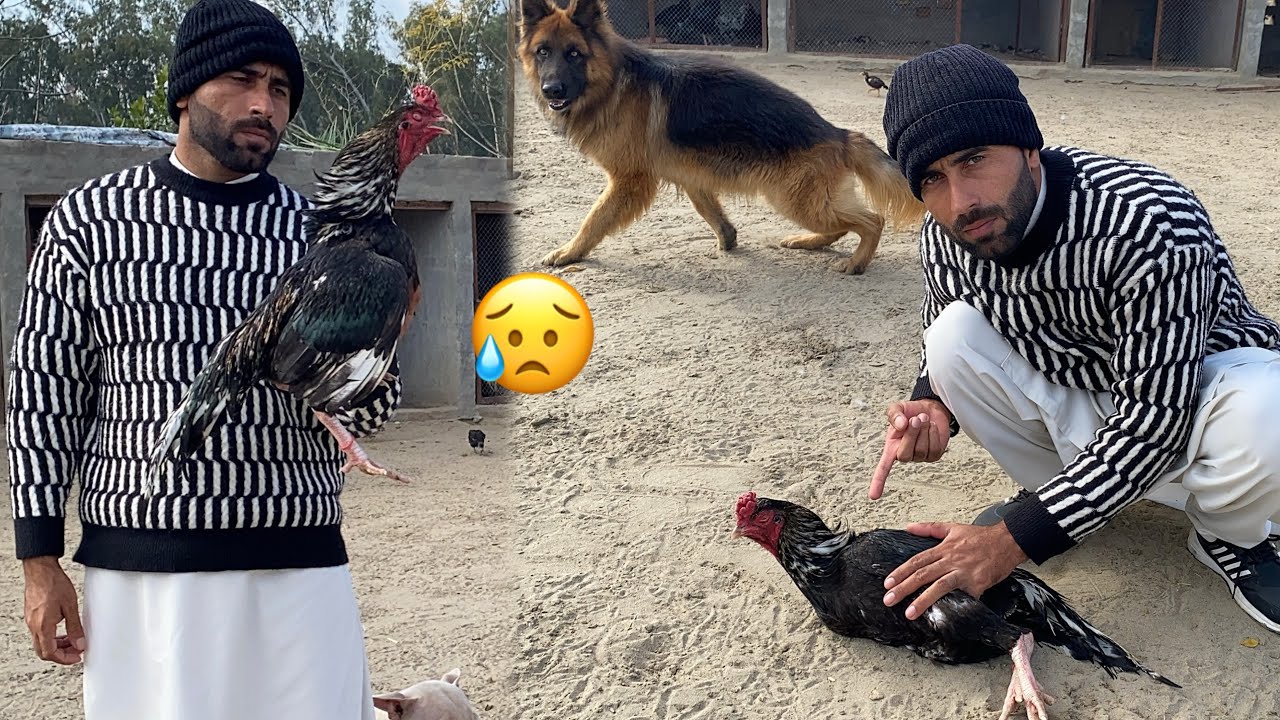 Humra Shoq Pura na ho Saka😭 Bad News Related to Lasani Aseel Rooster 😓Pets Lover in Punjab 