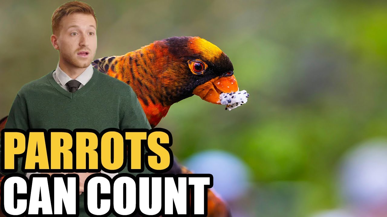Parrots That Can Count?! Shocking Proof Birds Understand Numbers Up to Six