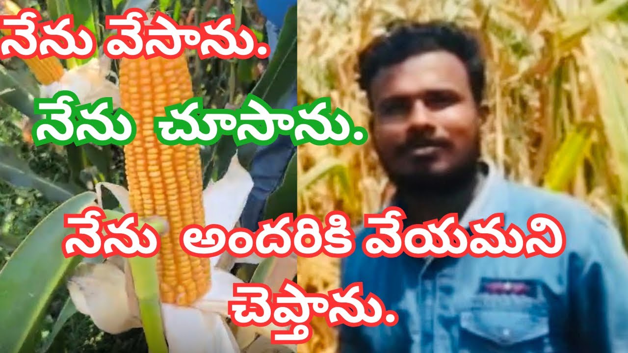 నేను వేసాను. నేను చూసాను. నేను అందరికి వేయమని చెప్తాను. #మొక్కజొన్న #maize #corn #maizecultivation