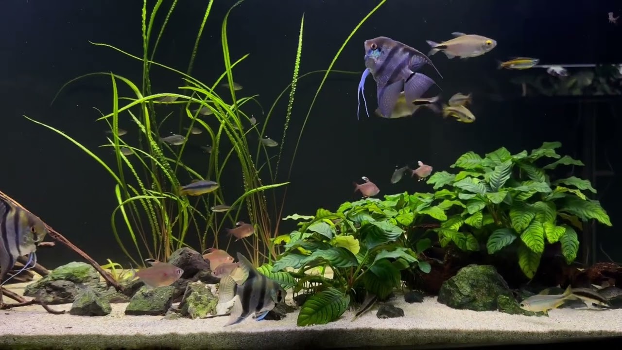 100 Gallon and African Fish Update