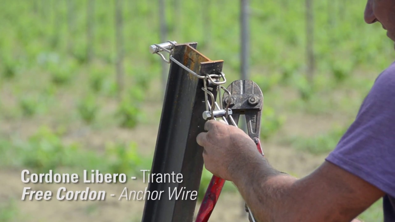 Tirante impianto del vigneto - Moro Group Srl