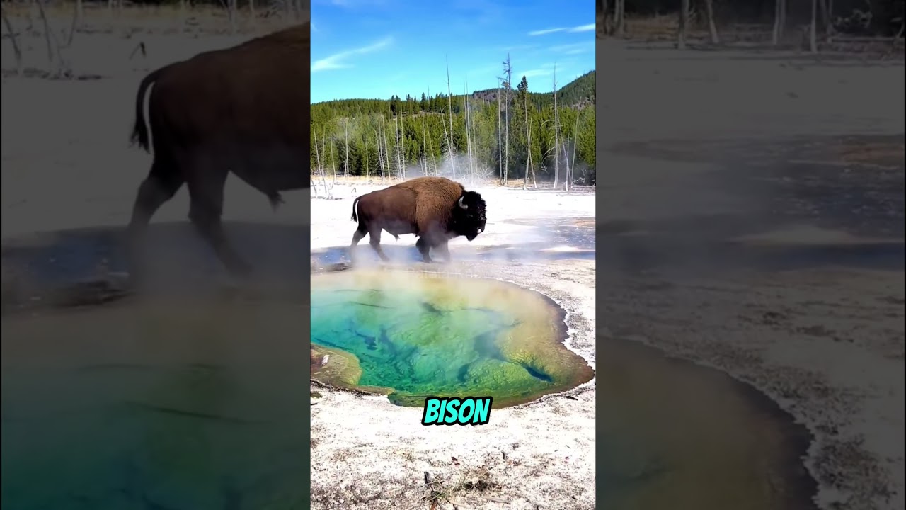 This US Park Is Sitting on a Supervolcano