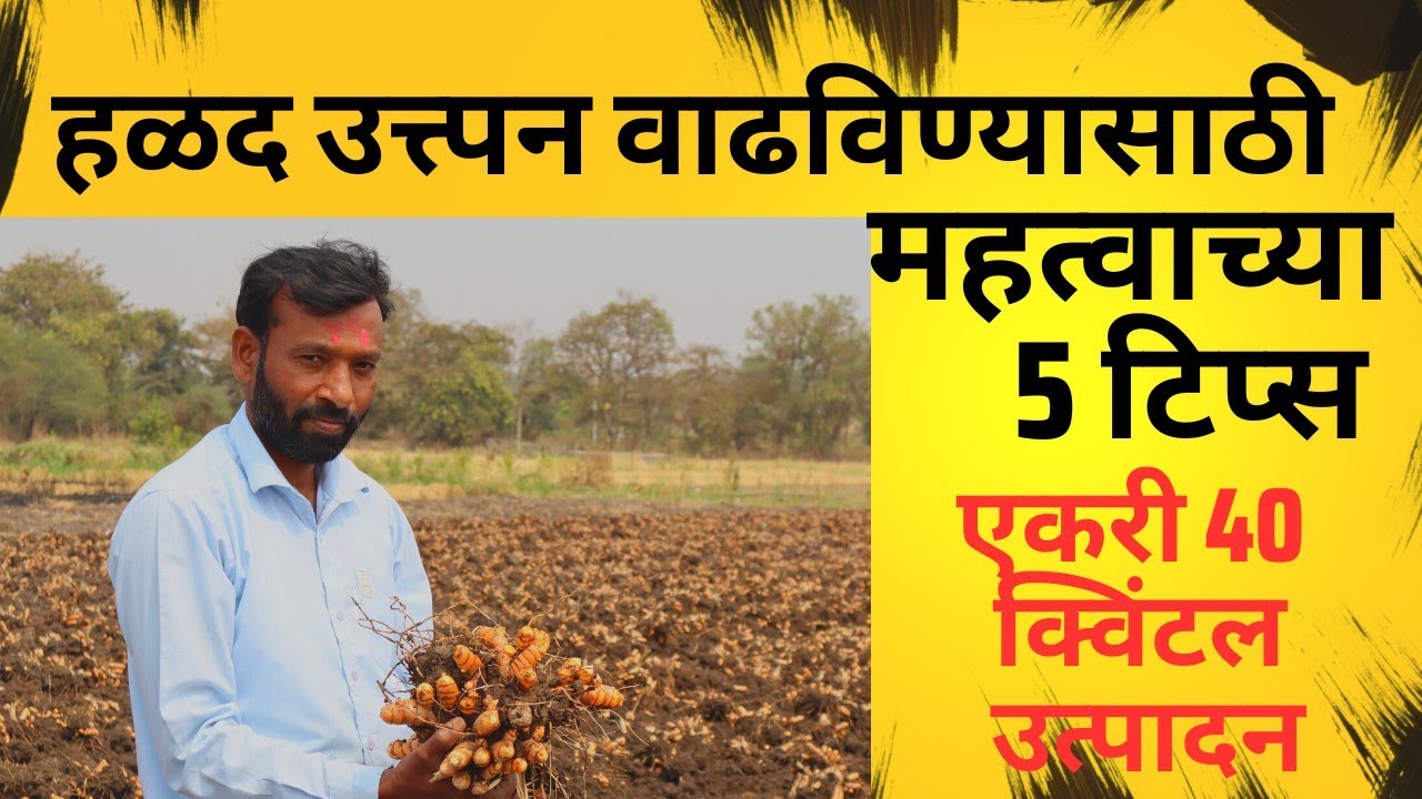 हळदीचे एकरी 40 क्विंटल उत्पादन कसे काढावे ? पायघन गुरुजींनी दिला विक्रमी उत्पादनाचा धडा.