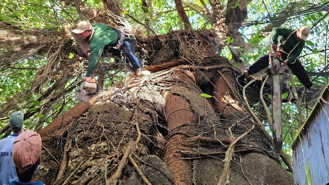 Cưa Cây Xanh Tàn Um Tùm, Lên Nóc Nhà, Gió Mạnh Khủng Khiếp, Thợ Cưa Cũng Phải Rung Cã Chân, 298