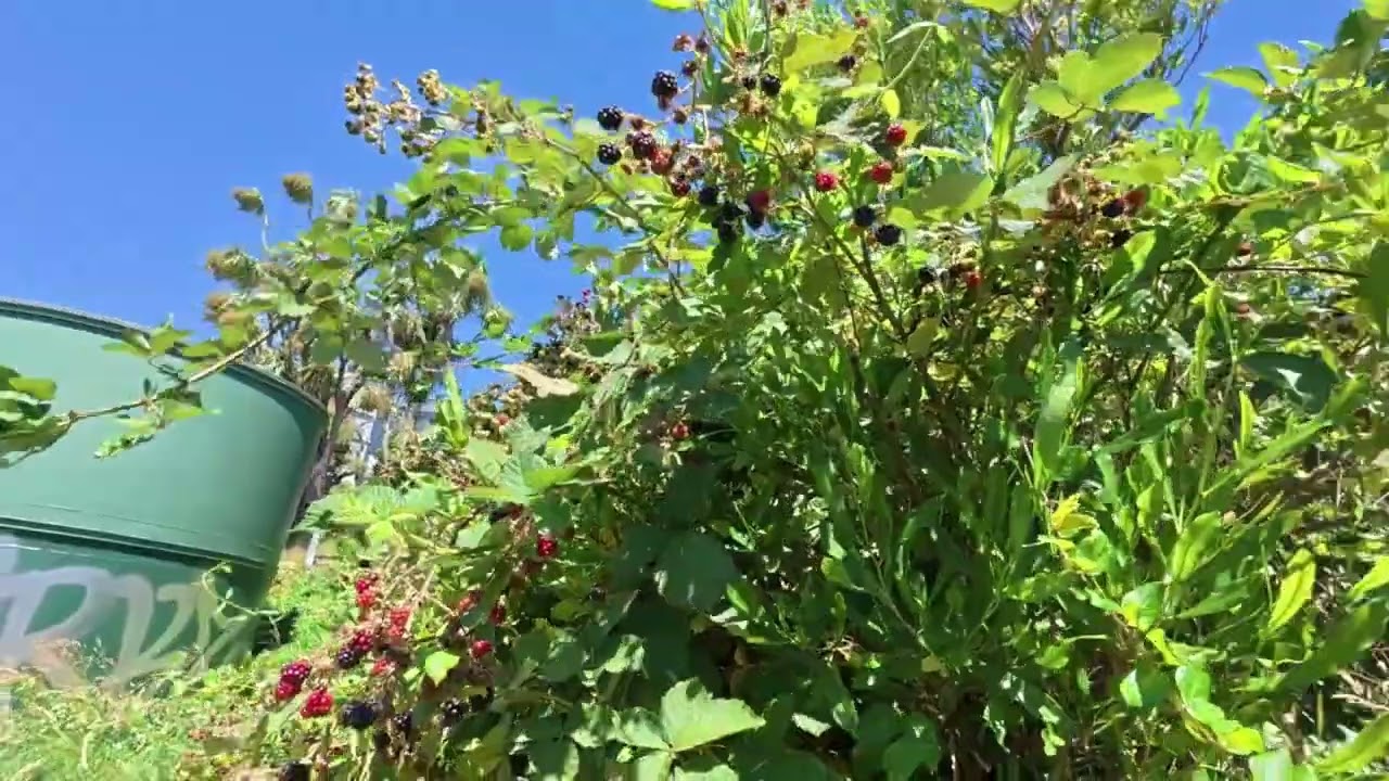  Explore the Port Hills Of Christchurch New Zealand with me