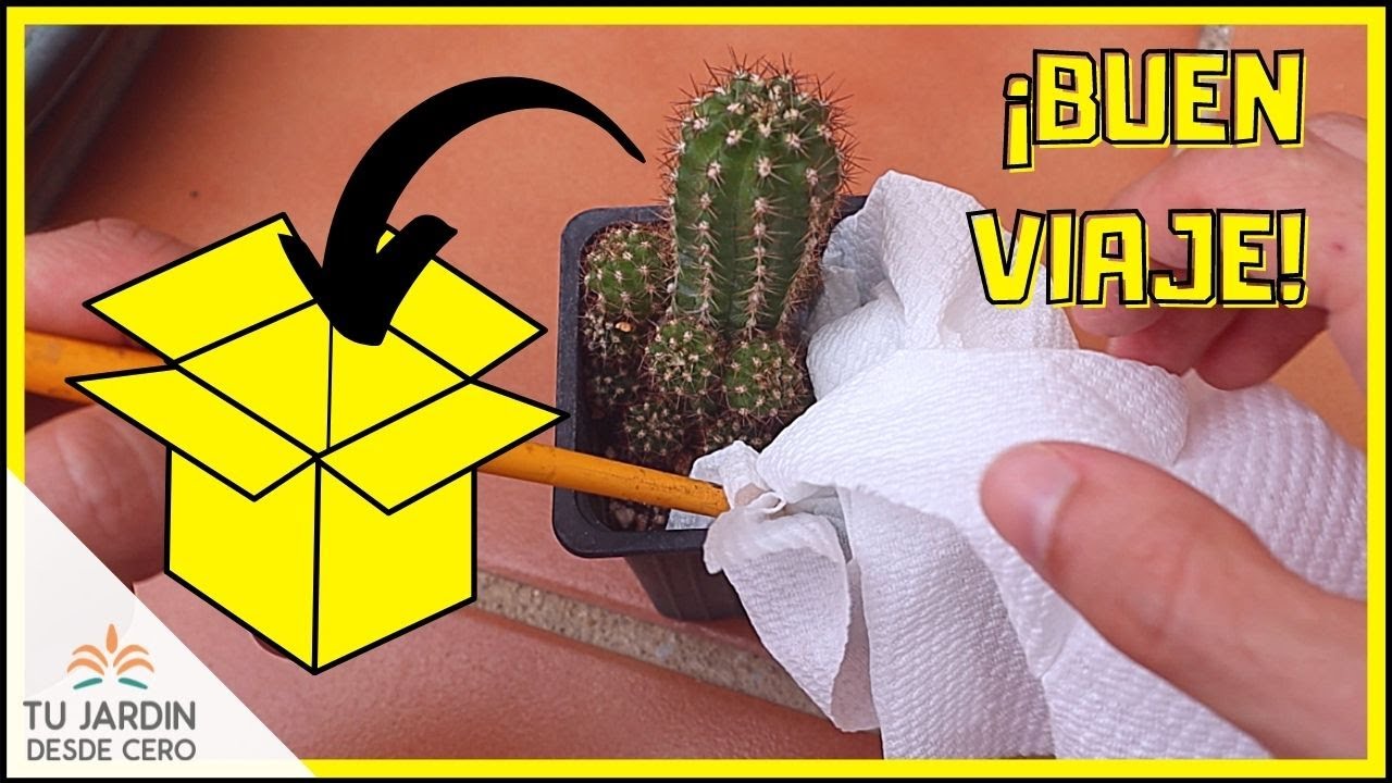 👉 Envío SUCULENTAS del SORTEO 🌱 Cómo embalar plantas para transporte 📦 Enviar una planta a domicilio
