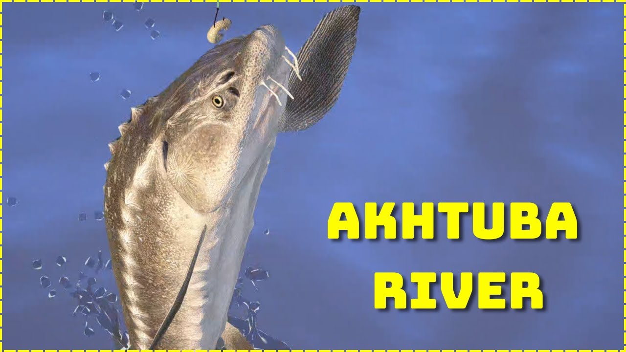 Akhtuba River Sturgeon & catfish (126) | Russian Fishing 4