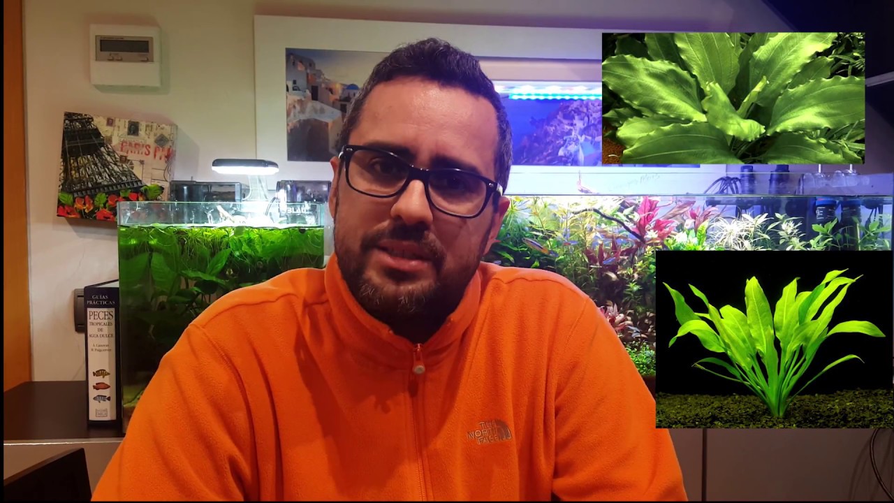 Guía básica acuario plantado: Acuarios Low Tech
