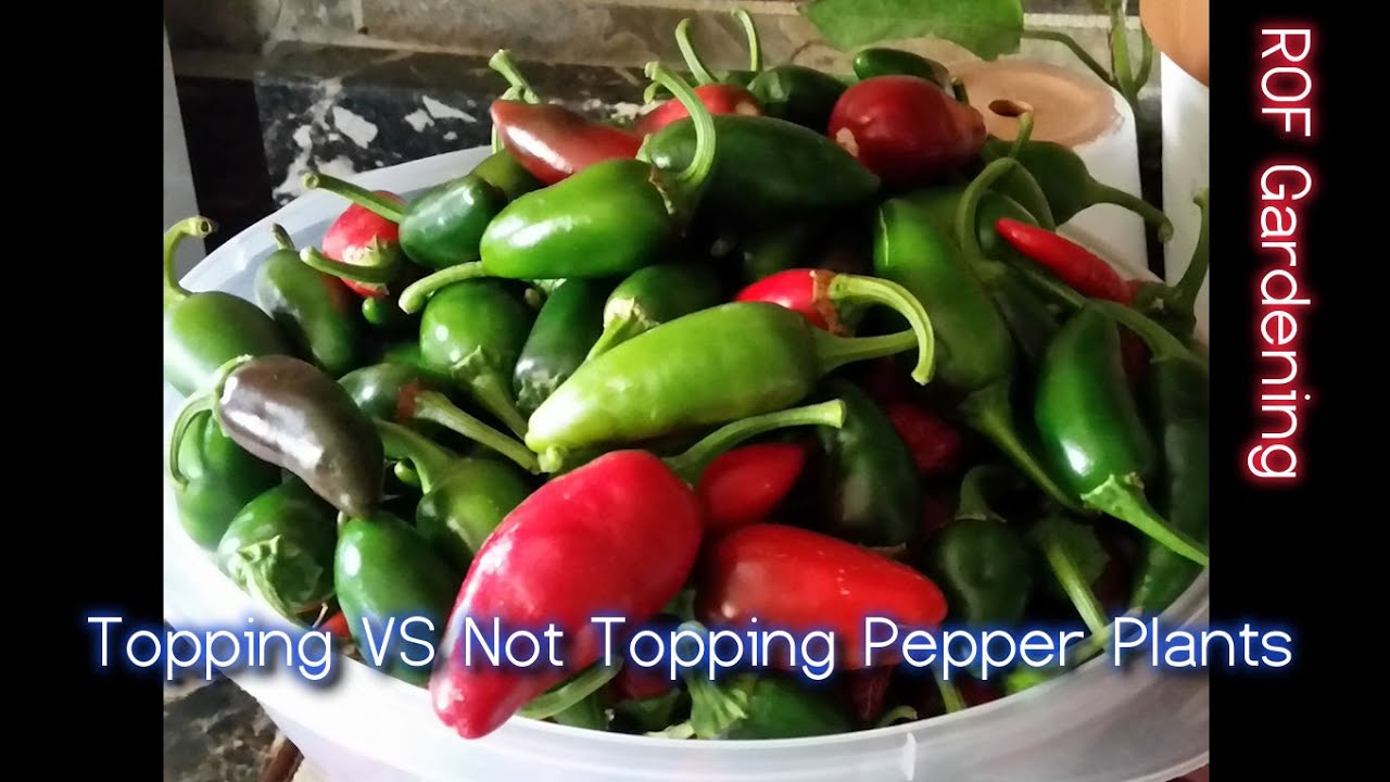 Topping Pepper Plants VS Not Topping And The RESULTS