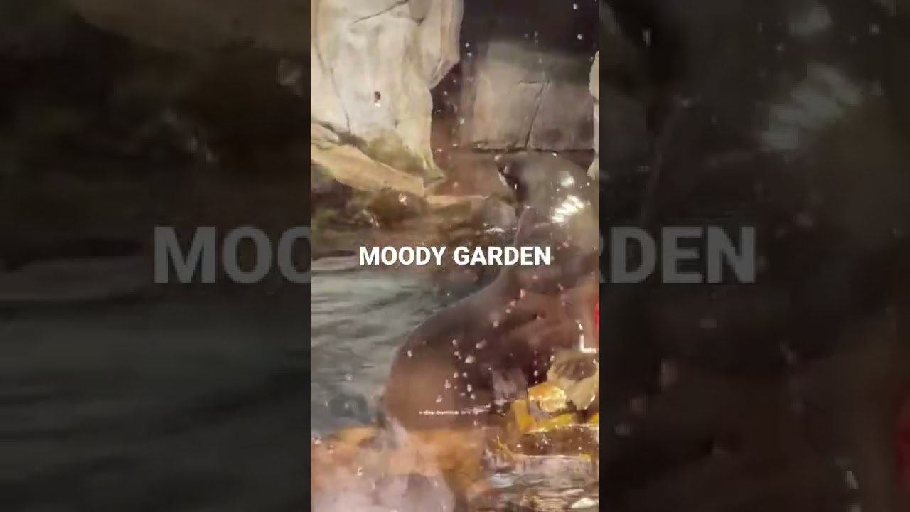 #moodygarden