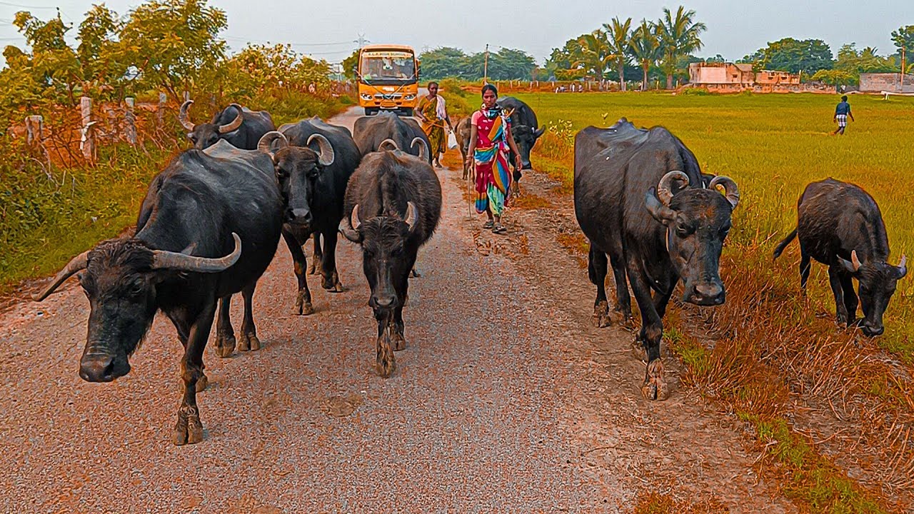Buffalo Video day-36 evening iam Locked My Home All Buffalos||Shobhamma||