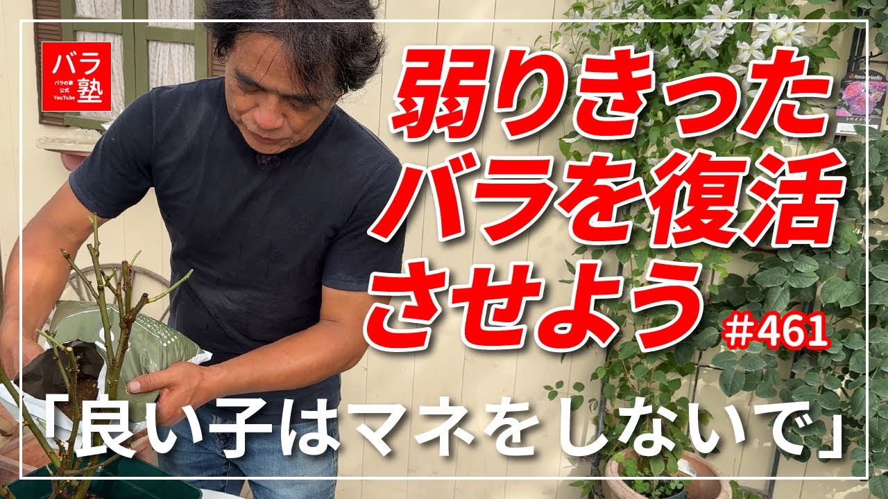 #461 弱りきったバラを復活させよう「良い子はマネをしないで」