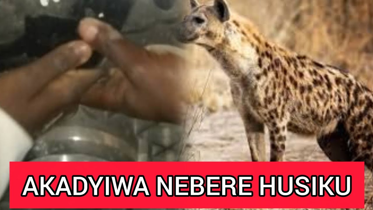 CHISIWONEKWI! Bere radya munhu husiku kwa Mutoko achibva kubhawa Mutumbi wake urikuvigwa nhasi 