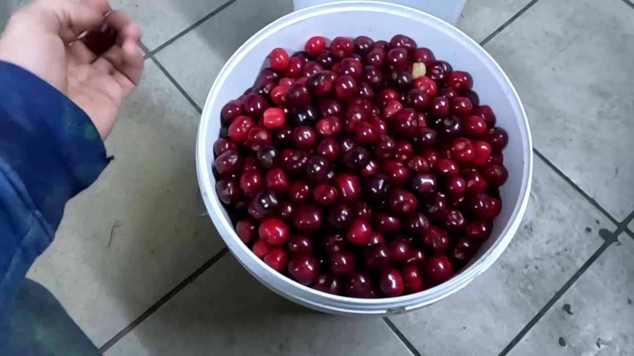 Wino czereśniowe na miodzie