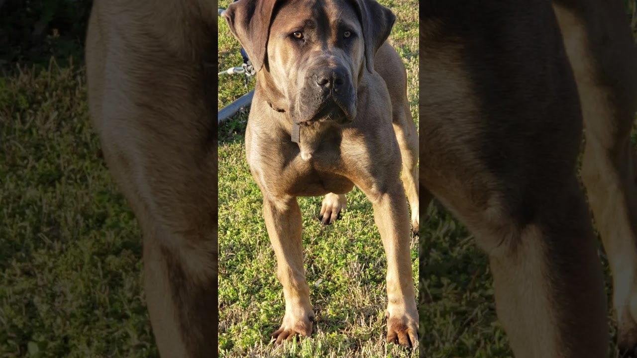 Arhea Iris http://www.boerboels.com/pedigree/pedigree.php?S_ID=52479