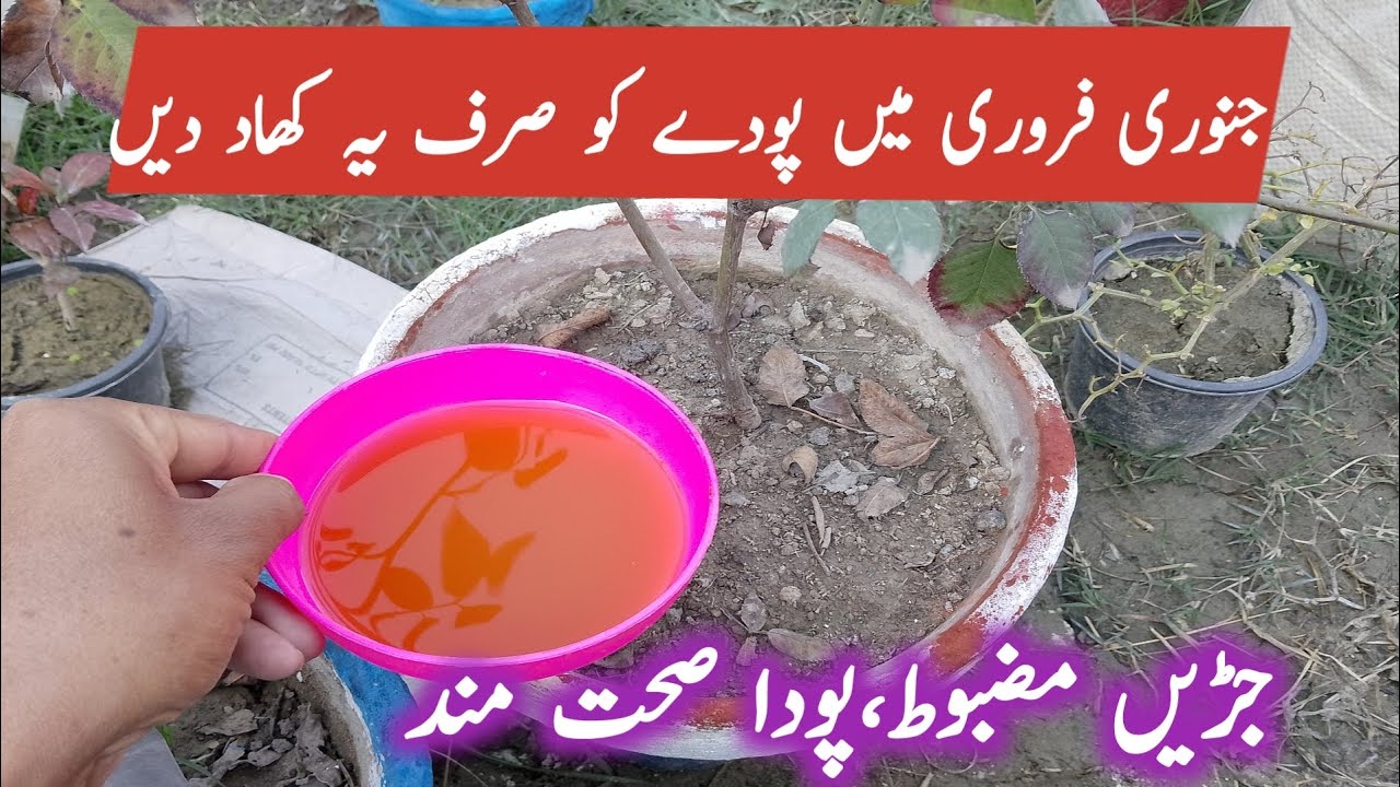Just apply this fertilizer to plants in January || Organic Plants Garden
