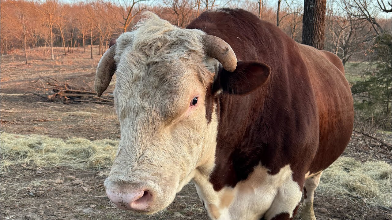 Rhonda has the world waiting! Will it be today?￼ #rufusthebull 