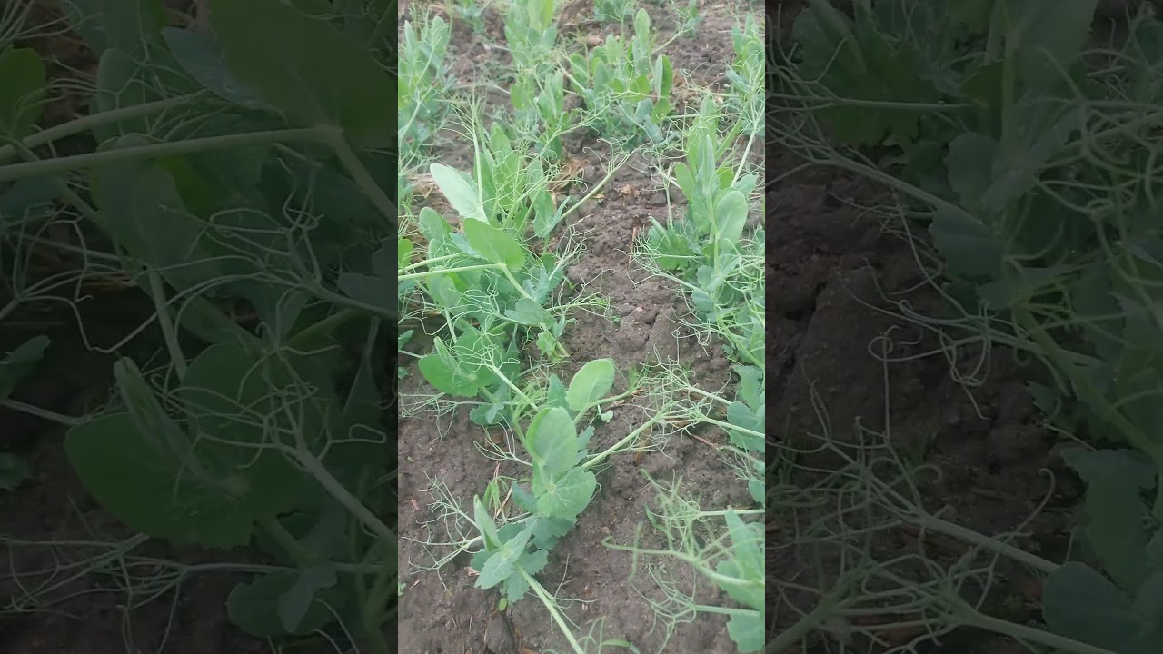 🌱Groch Batuta!!! Herbicyd na groch Corum czy Basagran? O to jest pytanie czym będzie dobrze i tanio?