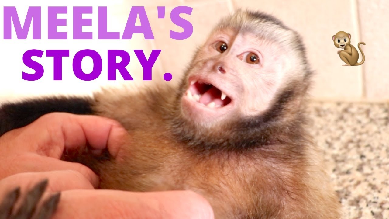 Monkey Bath Time & MEELA'S STORY!