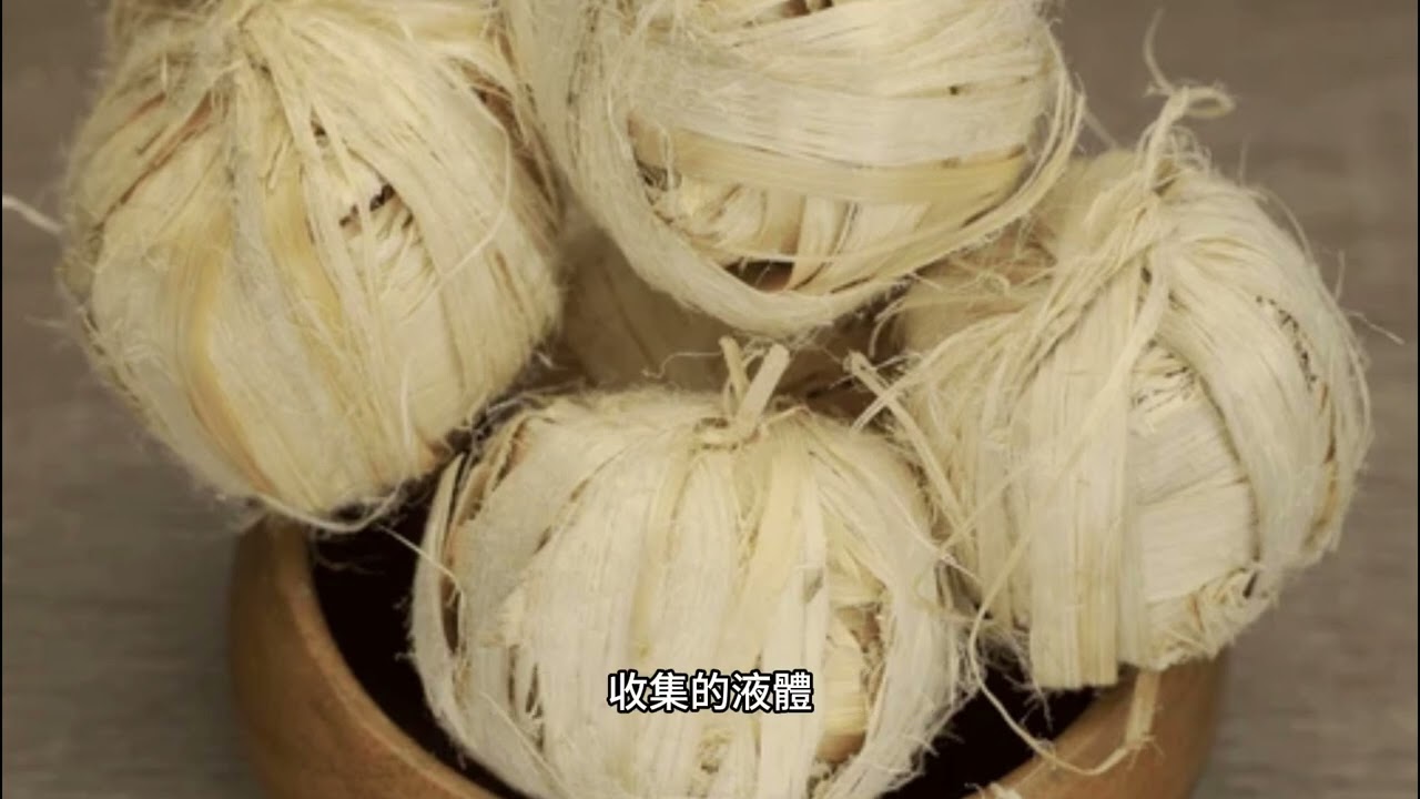 中藥：210：清熱化痰藥：竹茹、竹瀝、竹黃