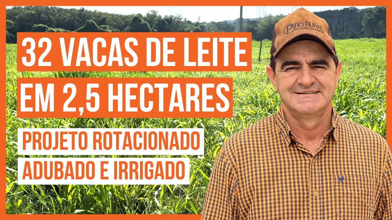 32 VACAS DE LEITE EM 2,5 HECTARES - PROJETO ROTACIONADO ADUBADO E IRRIGADO 