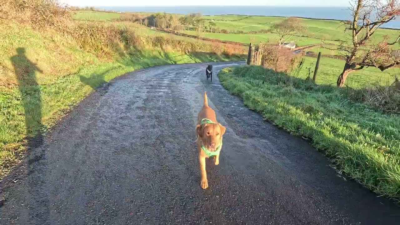 Sunnny Morning with Shadow &Ragley. Dec 2025