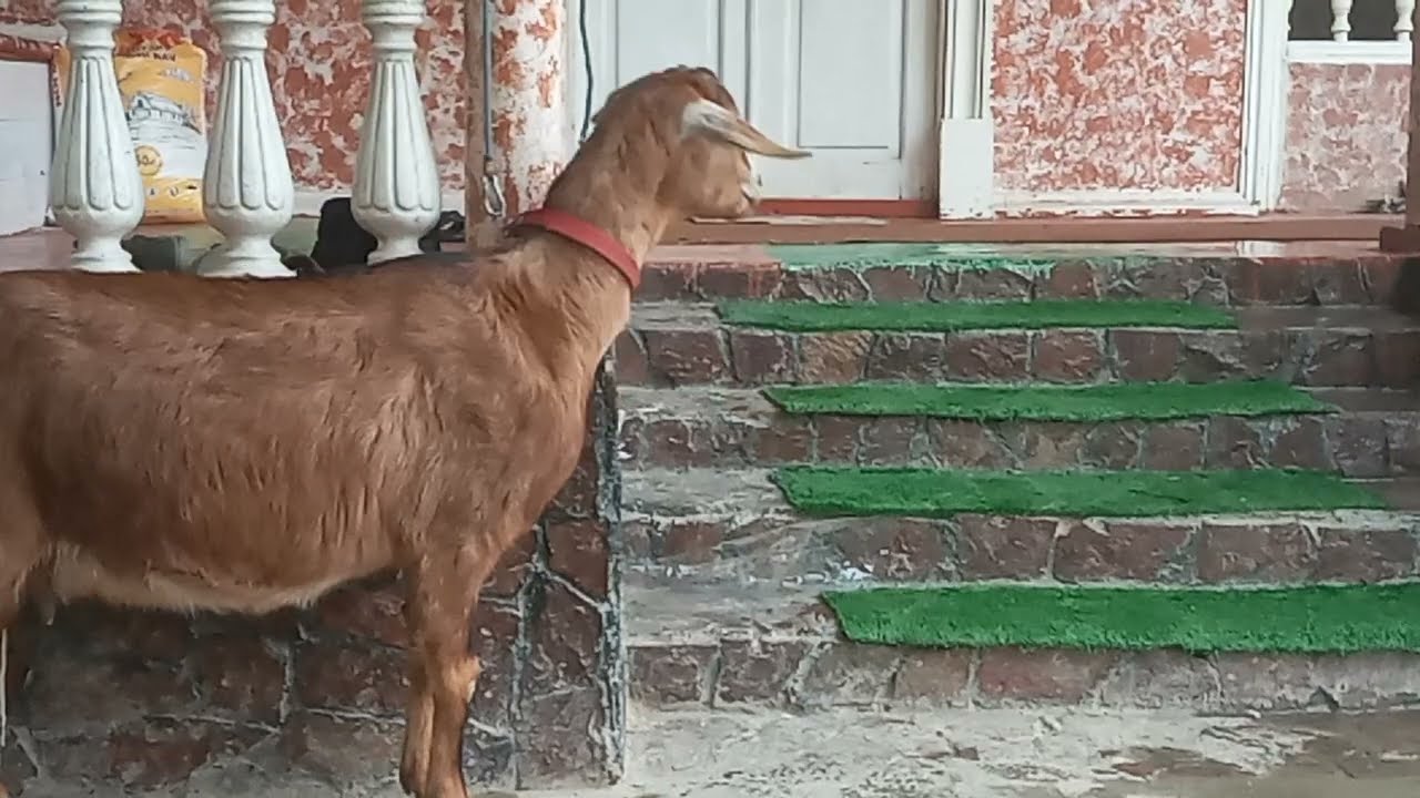 Эчки зоттор парода сотувда фаргона кува тел 916717475 Нархи 500 $ .
