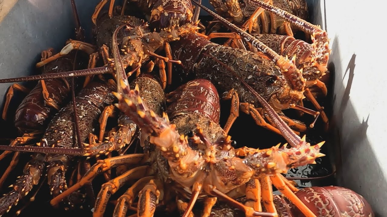 Crayfish and Polo