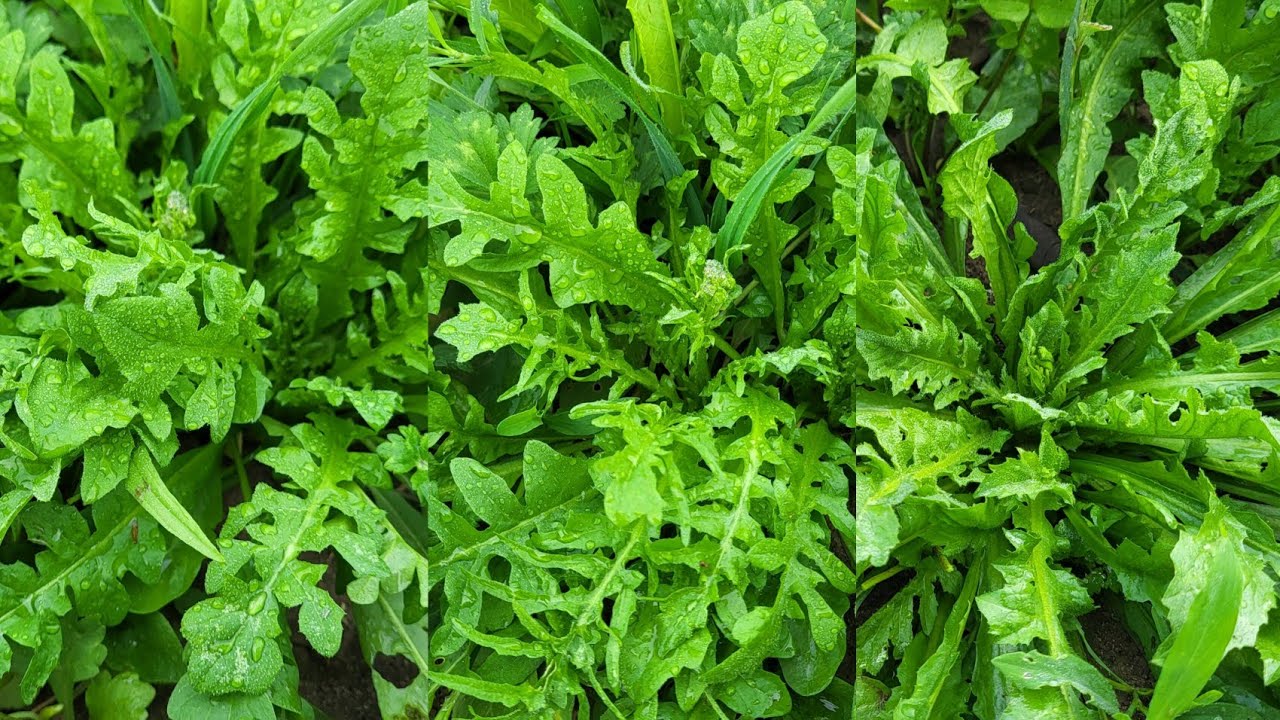 เลาะทุ่งนาต่างแดนเก็บผักสลัดป่ากองามๆจากธรรมชาติ