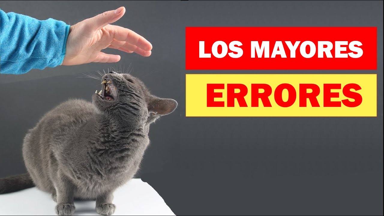 Los 20 errores más comunes que cometen los dueños de los gatos