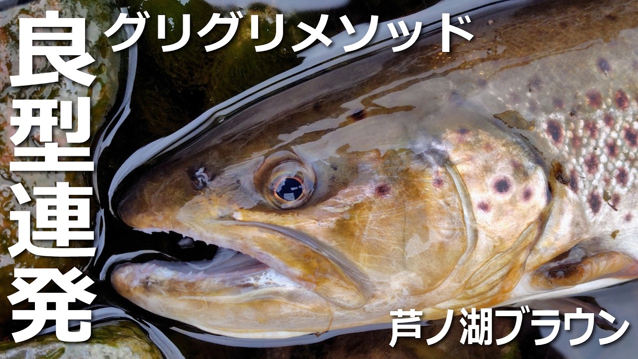 芦ノ湖2026第六戦 グリグリメソッドでブラウンの良型連発！ #芦ノ湖 #トラウト #グリグリメソッド #釣り#fishing  #Lake Ashi 2026年3月24日
