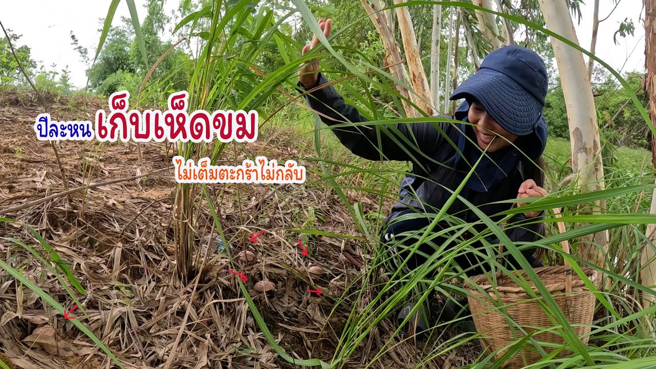 ปีละหนเก็บเห็ดขม ไม่เต็มตะกร้าไม่กลับ