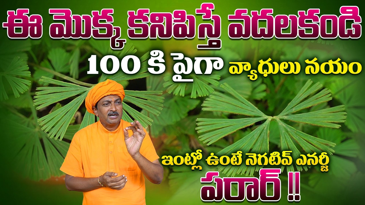 ఈ మొక్క కనిపిస్తే వదలకండి 100 కి పైగా వ్యాధులు నయం | Ravivarma | AYUR MANTRA