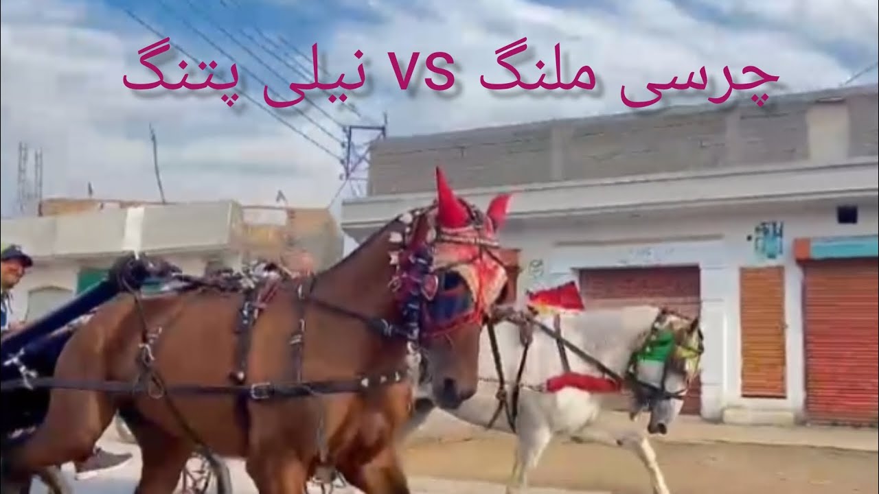 Neeli Patang vs charsi malang💞🐎 9-2-2025 #shugalmela #horserace #horselover #horseracing #1million