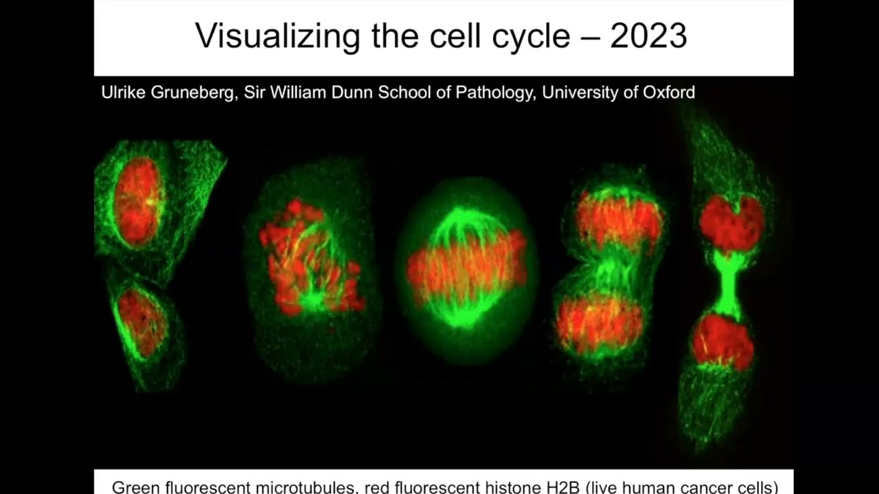 From Yeast and Frogs to Anti Cancer Drugs with Professor Chris Norbury