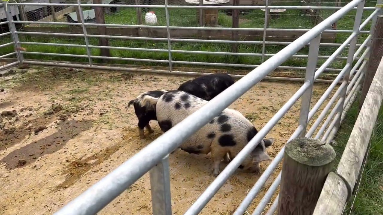 تجربة Meadows farm نموذج لمشروع ذكي في بريطانيا