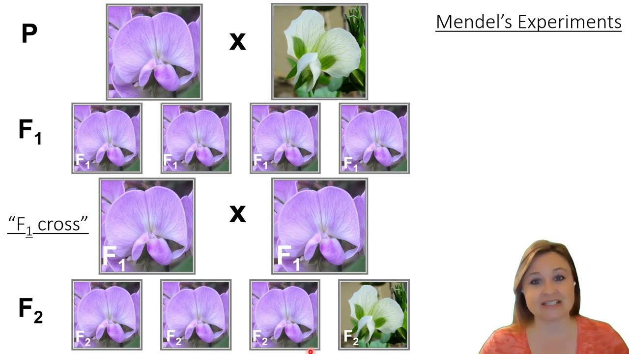 Genetics: Gregor Mendel's experiments with pea plants