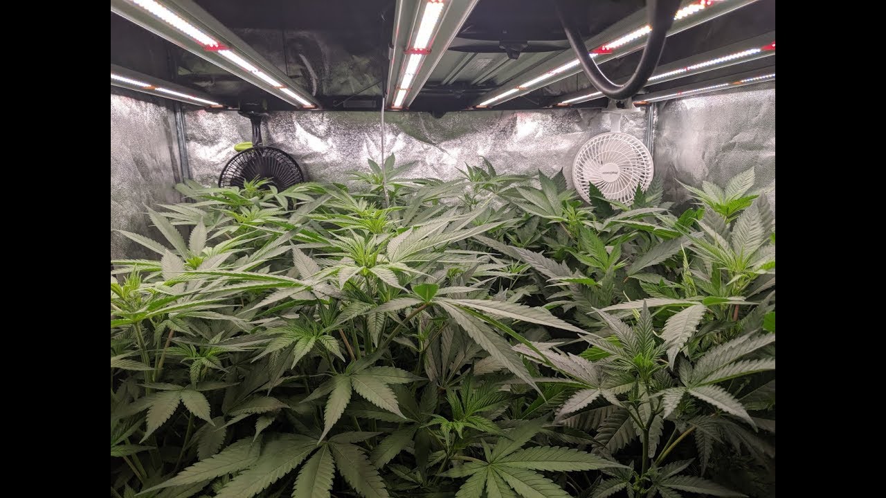 Fluence SPYDR2p FLO organics clone run - 10 days on 12/12